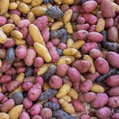 Semi patate biologici usato  Spedito ovunque in Italia 