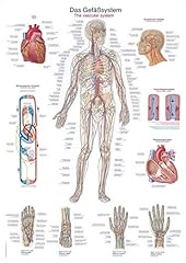 Anatomische lehrtafel gefäßs gebraucht kaufen  Wird an jeden Ort in Deutschland