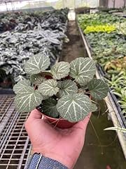 Begonia strawberry live for sale  Delivered anywhere in USA 