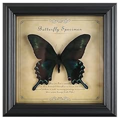 Real butterfly specimen for sale  Delivered anywhere in UK