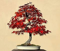 Red maple bonsai for sale  Delivered anywhere in USA 