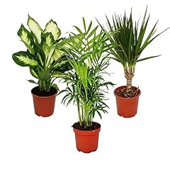 Exotenherz kit plantes d'occasion  Livré partout en Belgiqu
