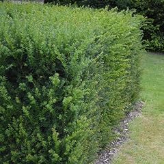 Européen taxus baccata d'occasion  Livré partout en Belgiqu