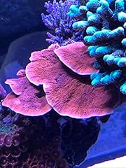 Live saltwater coral for sale  Delivered anywhere in USA 
