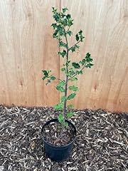 English holly ilex for sale  Delivered anywhere in UK