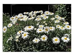 Premier seeds direct for sale  Delivered anywhere in UK