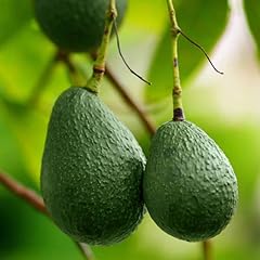 Grafted avocado tree for sale  Delivered anywhere in USA 