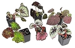 Generic king begonia d'occasion  Livré partout en France