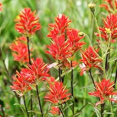 Indian paintbrush seeds for sale  Delivered anywhere in USA 