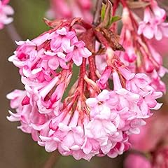 Viburnum charles lamont for sale  Delivered anywhere in UK