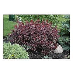 Purple leaf sandcherry for sale  Delivered anywhere in USA 