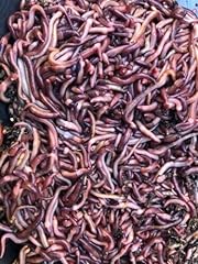Live red wigglers for sale  Delivered anywhere in USA 