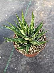 Portal cool haworthia for sale  Delivered anywhere in UK