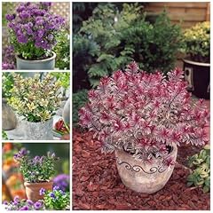 Hebe plants evergreen for sale  Delivered anywhere in UK