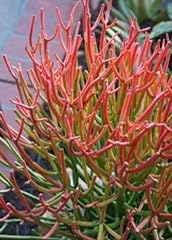 Euphorbia tirucalli rosea for sale  Delivered anywhere in USA 