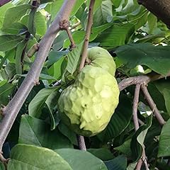 20pcs custard apple for sale  Delivered anywhere in USA 