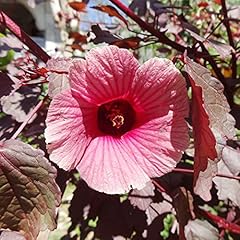 Cranberry hibiscus seeds for sale  Delivered anywhere in USA 