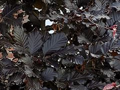 Seeds fagus sylvatica for sale  Delivered anywhere in UK