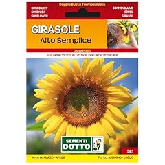 Sicignano semi girasole usato  Spedito ovunque in Italia 