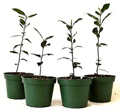 9greenbox bay laurel for sale  Delivered anywhere in USA 