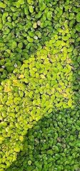 000 live duckweed for sale  Delivered anywhere in USA 