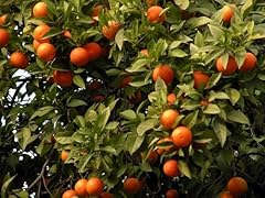 Pianta arancio moro usato  Spedito ovunque in Italia 