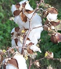 White cotton gossypium for sale  Delivered anywhere in USA 