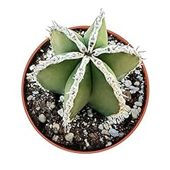 Live succulents mexican for sale  Delivered anywhere in USA 