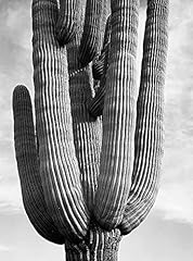 Detail cactus saguaros for sale  Delivered anywhere in USA 