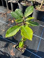 American chestnut tree for sale  Delivered anywhere in UK