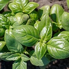 Premier seeds direct for sale  Delivered anywhere in UK