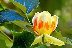 Tulip poplar seeds for sale  Delivered anywhere in USA 