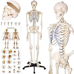 Tectake 400502 anatomie gebraucht kaufen  Wird an jeden Ort in Deutschland