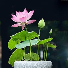 Bonsai Lotus Seeds,Water Lily Flower Plant,20PCS Finest for sale  Delivered anywhere in Canada