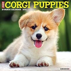Corgi puppies 2021 for sale  Delivered anywhere in UK