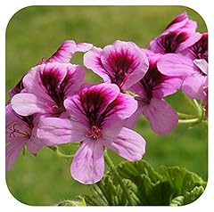 Scented pelargonium lemon for sale  Delivered anywhere in UK