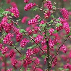 Plant theory pulborough for sale  Delivered anywhere in UK
