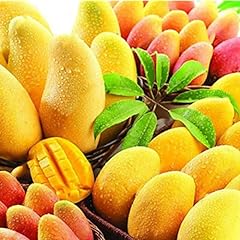 Haloppe stück mango gebraucht kaufen  Wird an jeden Ort in Deutschland
