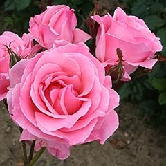 Rose bush queen for sale  Delivered anywhere in UK