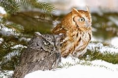 Two screech owls for sale  Delivered anywhere in USA 