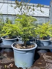 Korean fir tree for sale  Delivered anywhere in UK
