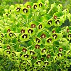 Euphorbia martini compact for sale  Delivered anywhere in Ireland