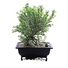 Cotta planters bonsai for sale  Delivered anywhere in USA 