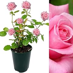 Rose bush prima for sale  Delivered anywhere in UK