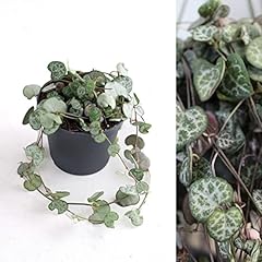 Ceropegia lineraris woodii for sale  Delivered anywhere in UK