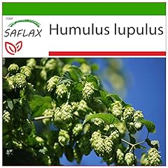 Saflax common hop for sale  Delivered anywhere in UK