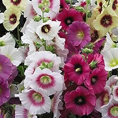 Hollyhock good golly for sale  Delivered anywhere in UK