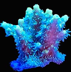 Live saltwater corals for sale  Delivered anywhere in USA 