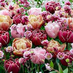Tulpen zwiebeln doppelte gebraucht kaufen  Wird an jeden Ort in Deutschland