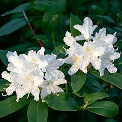 Rhododendron cunninghams white for sale  Delivered anywhere in UK